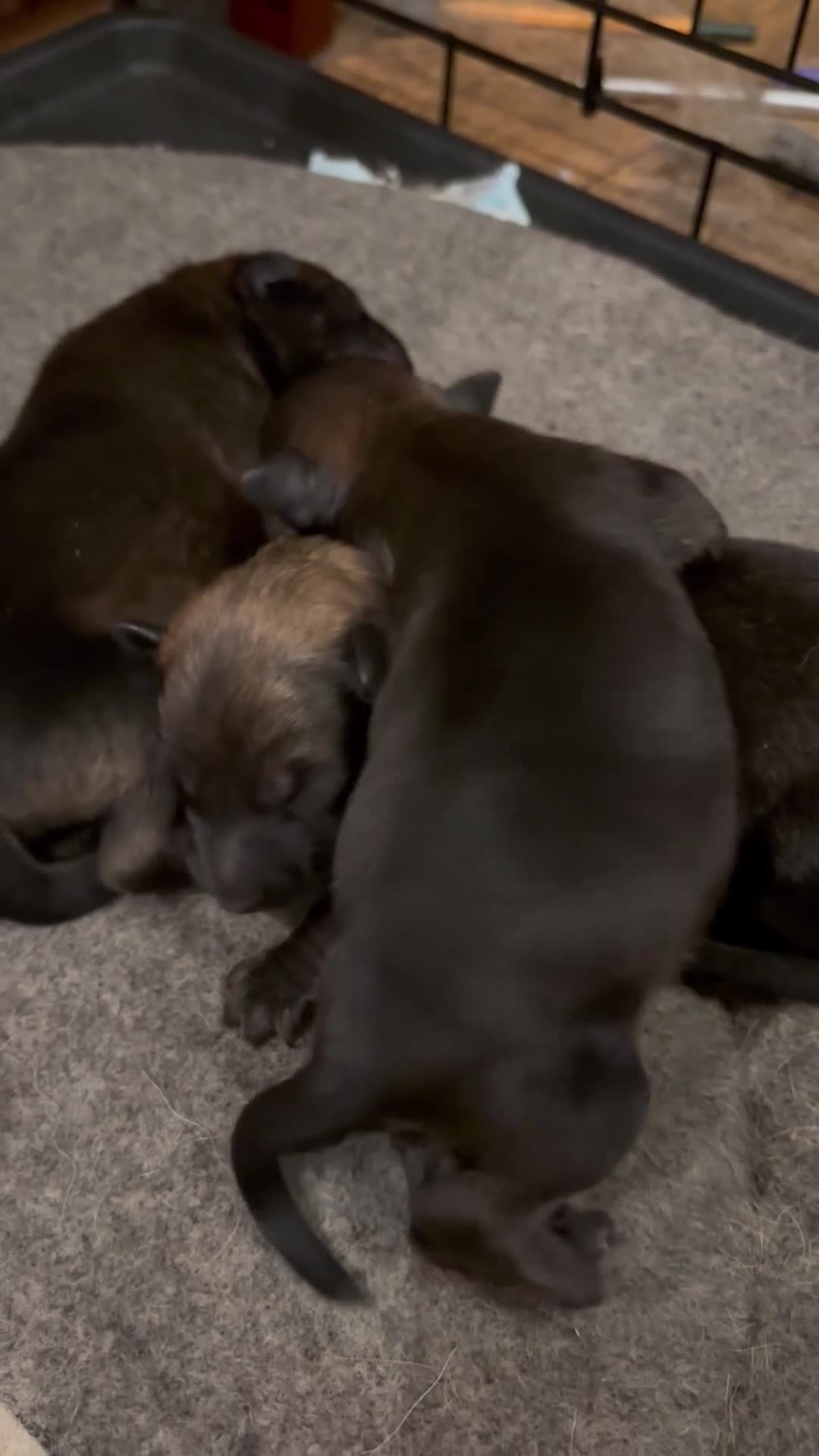 Belgian Shepherd Dog dogs for sale: Belgian Malinois/Shepherd - Video 1