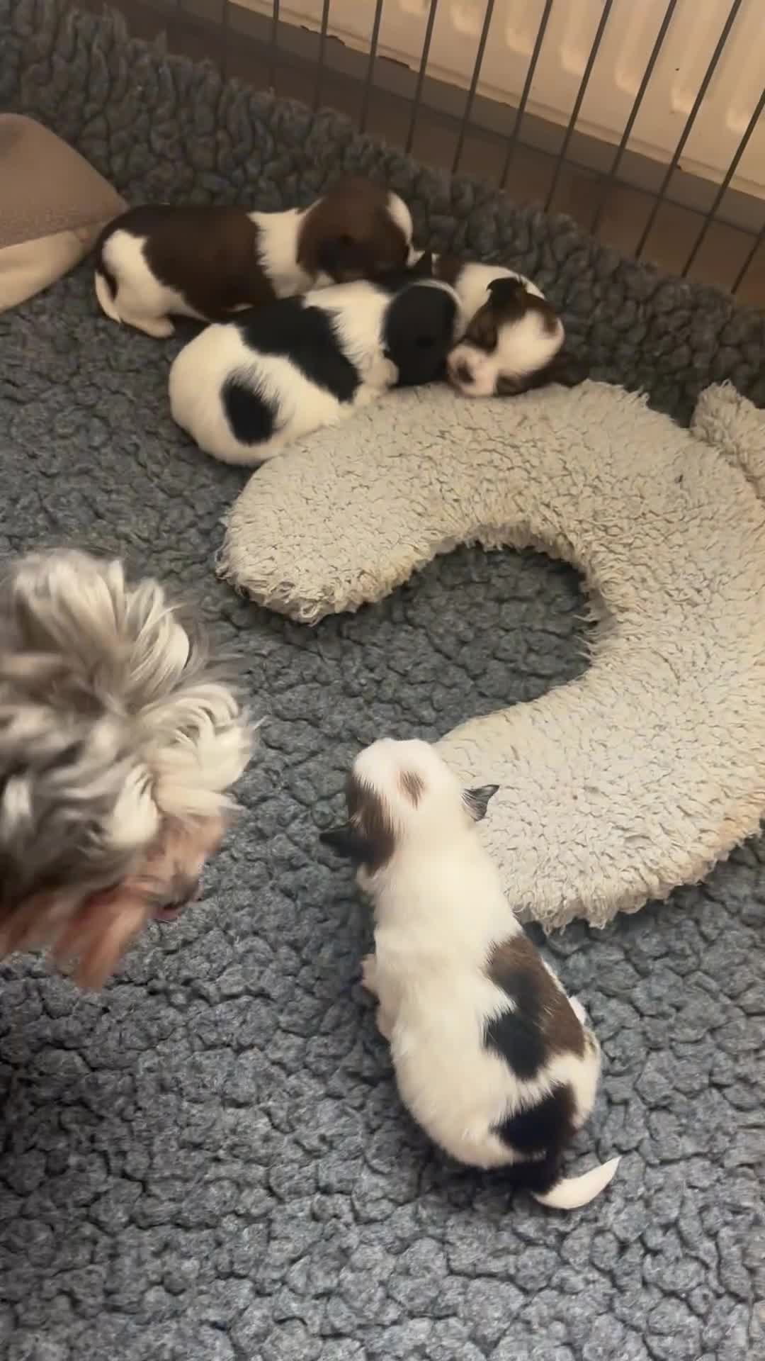 Chorkie dogs for sale: Miniature chorkies  in Ripley - Video 2
