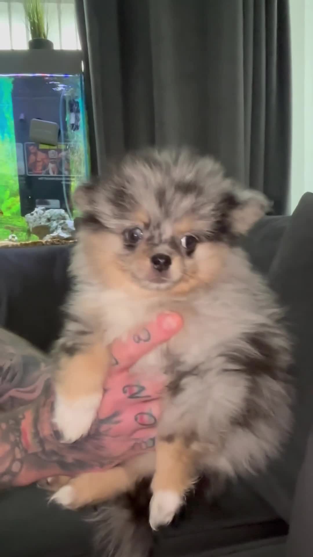 Pomeranian dogs for sale: Mini teddy Pom girl  - Video 1