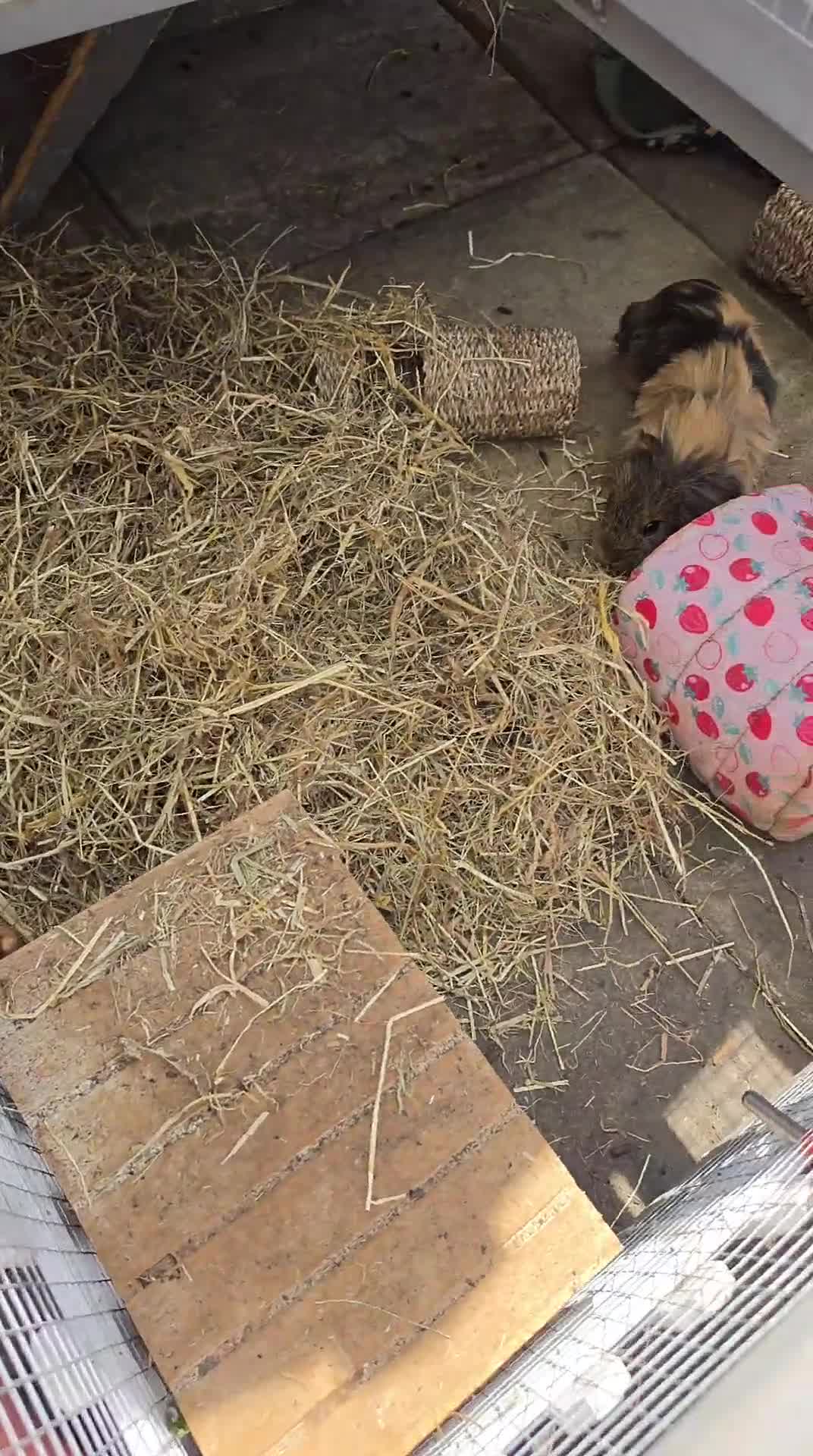 Guinea Pig rodents for sale: 1 male  - Video 1
