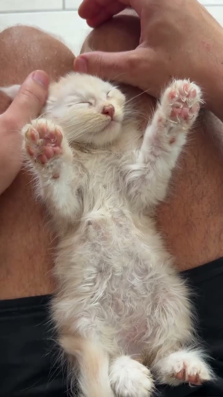 Maine Coon cats for sale: Maine Coon 3/4 Cross Kittens  - Video 1