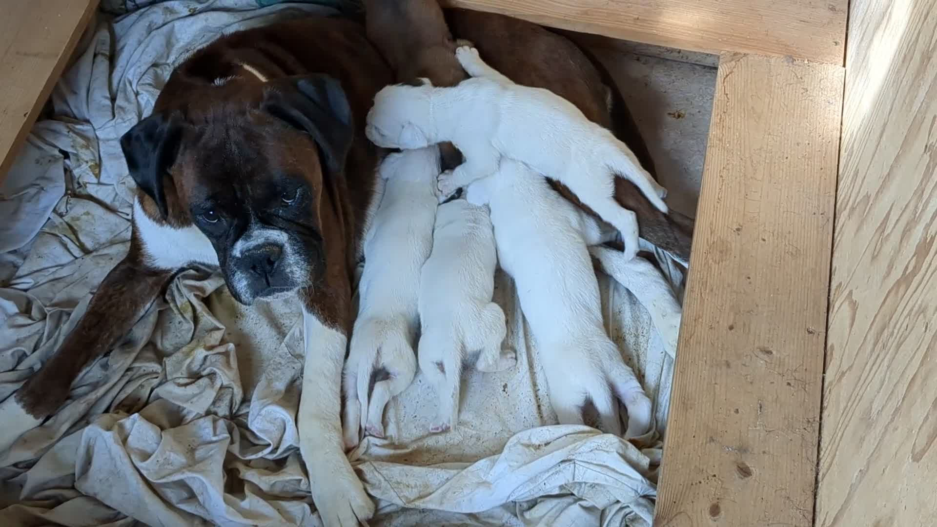 Boxer dogs for sale: Boxer puppies for sale in Peterborough - Video 1