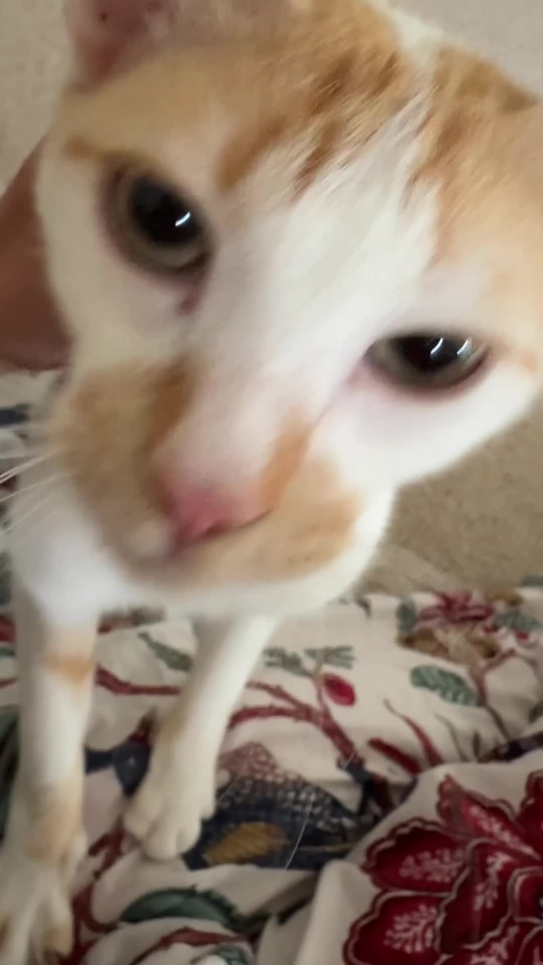Mixed Breed cats for adoption: Sweet cuddly Carrot is the perfect family kitten  - Video 1