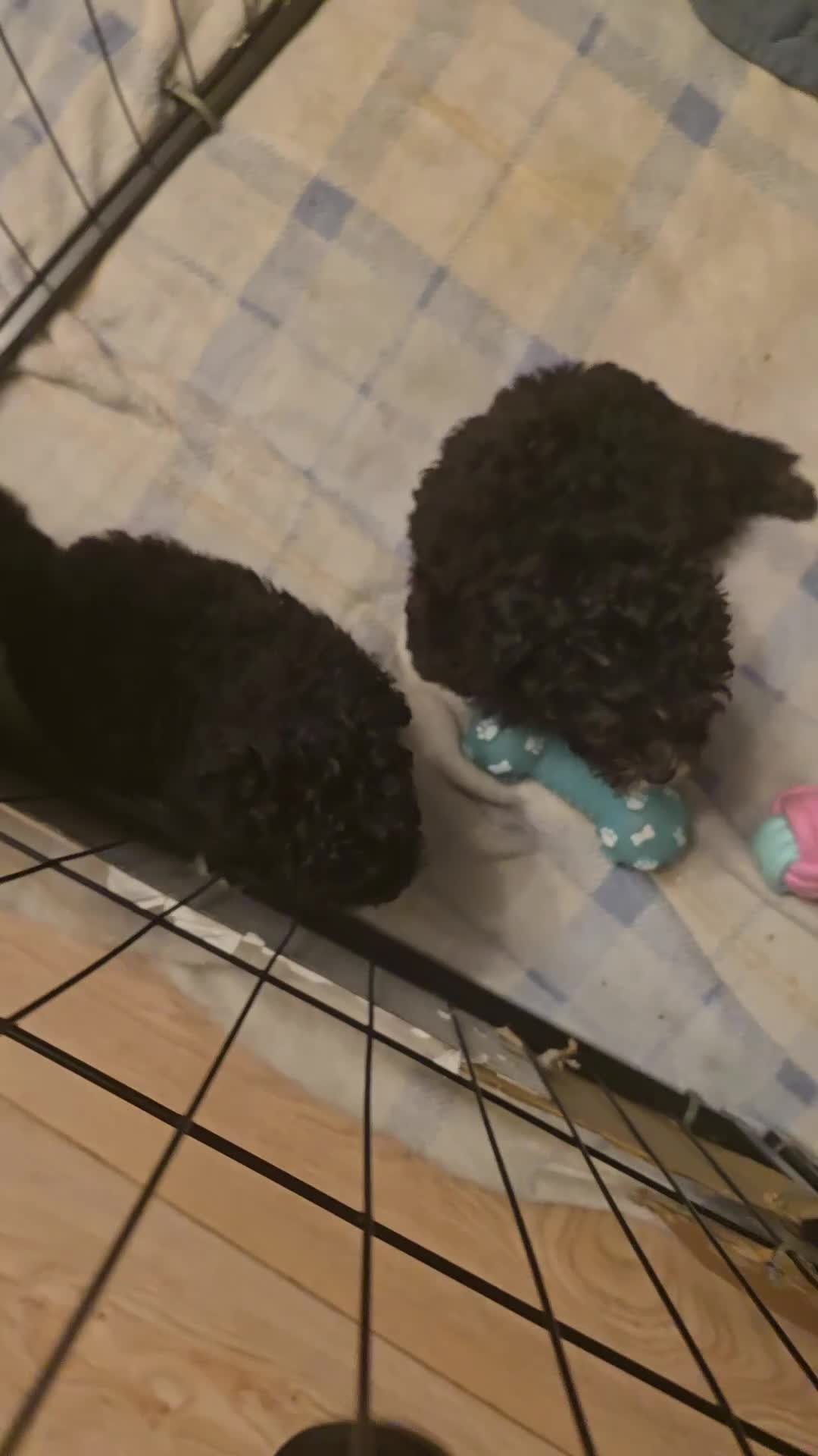 Chipoo dogs for sale: 🐾 Beautiful Chipoo × Micro Asian Poodle Puppies🐾 - Video 1