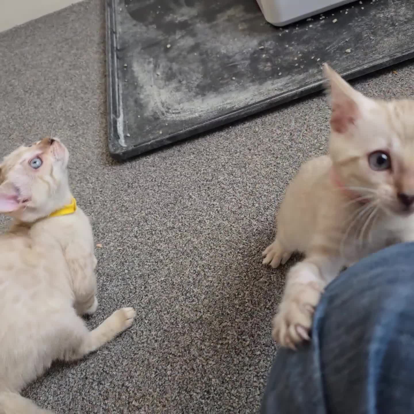 Bengal cats for sale: BLUE EYE SNOW BENGAL LYNC TICA ACTIVE - Video 2