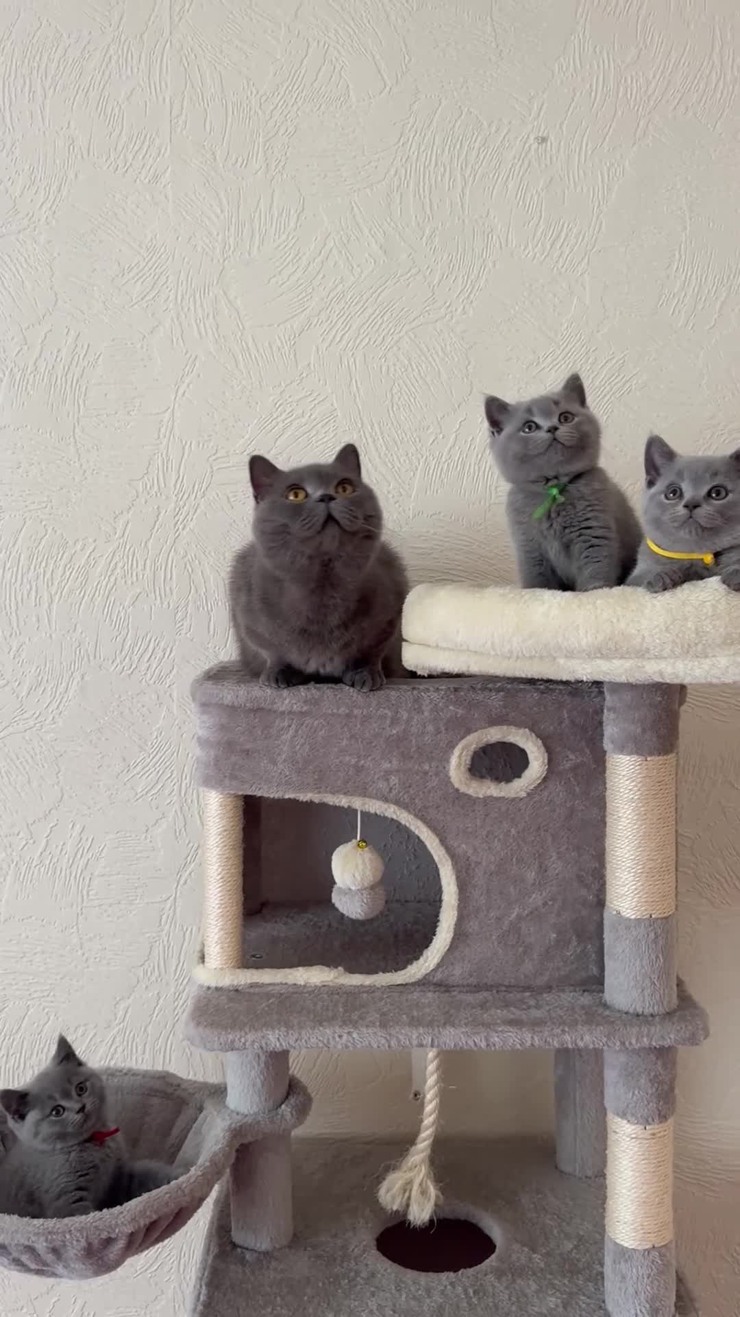 British Shorthair cats for sale: GCCF Registered Britsh Shorthair kittens - Video 4