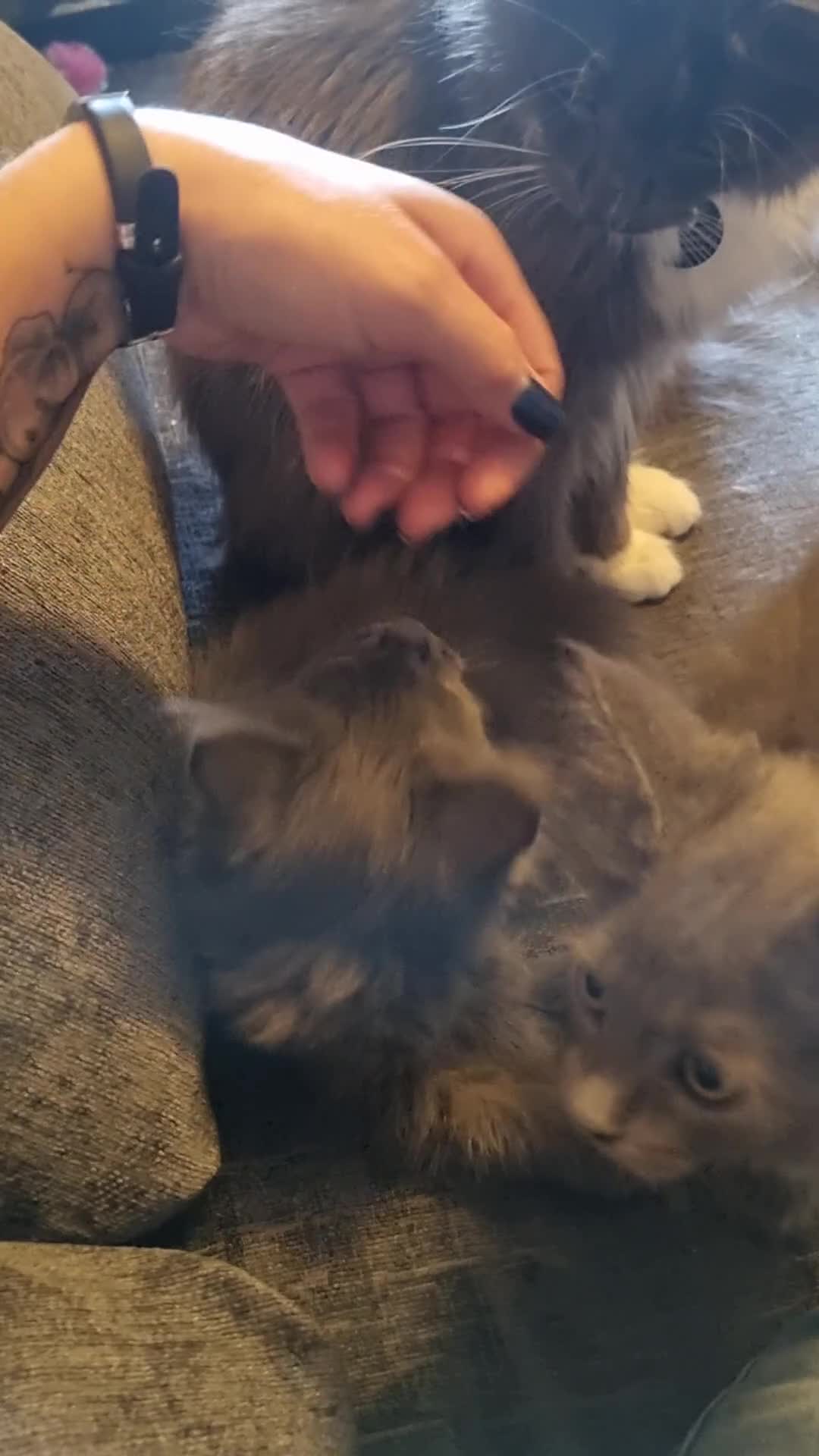 Maine Coon cats for sale: READY NOW... GCCF Main Coon kittens - Video 1