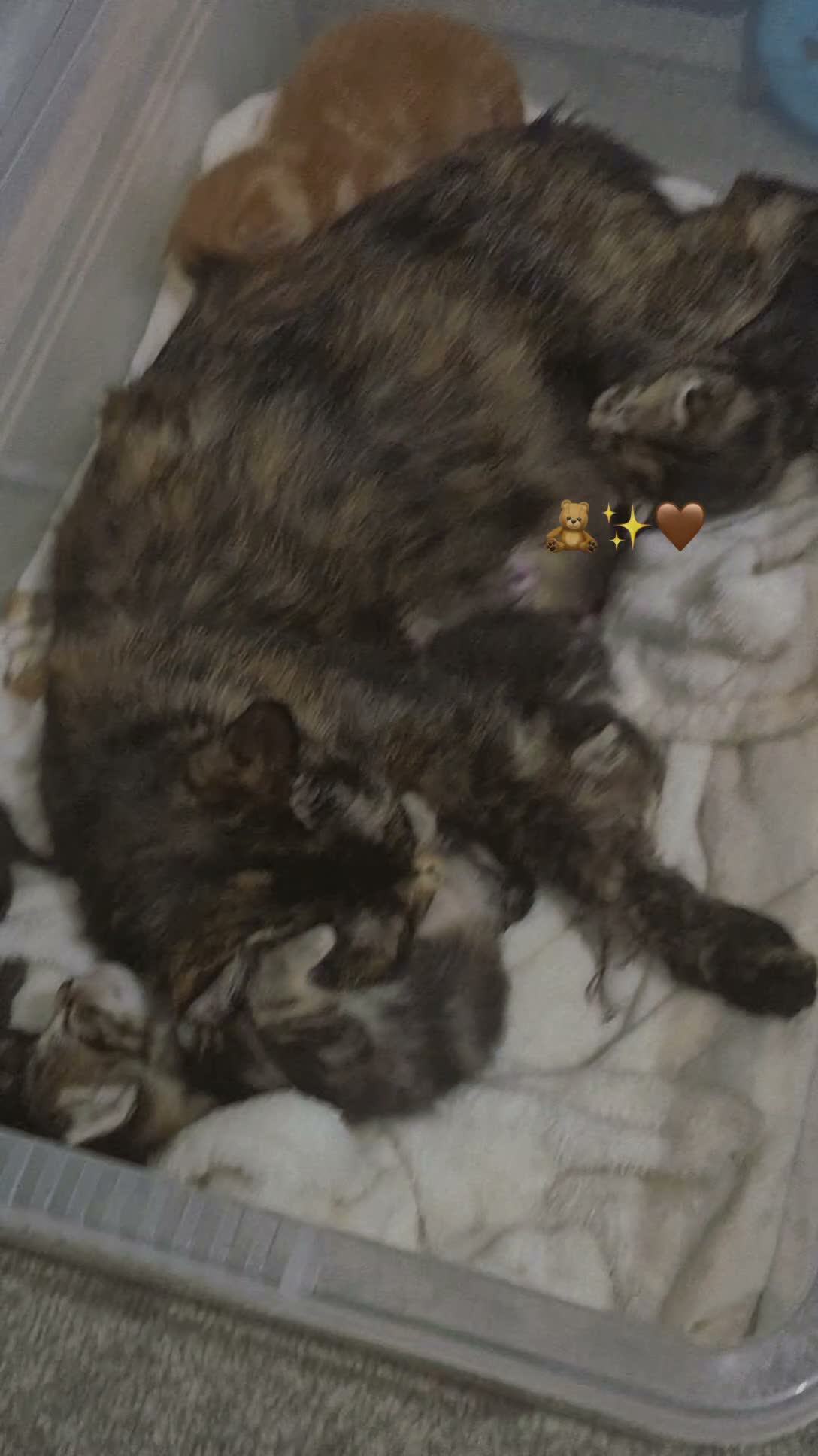 Mixed Breed cats for sale: One kittens available to go on the 26th of October - Video 3