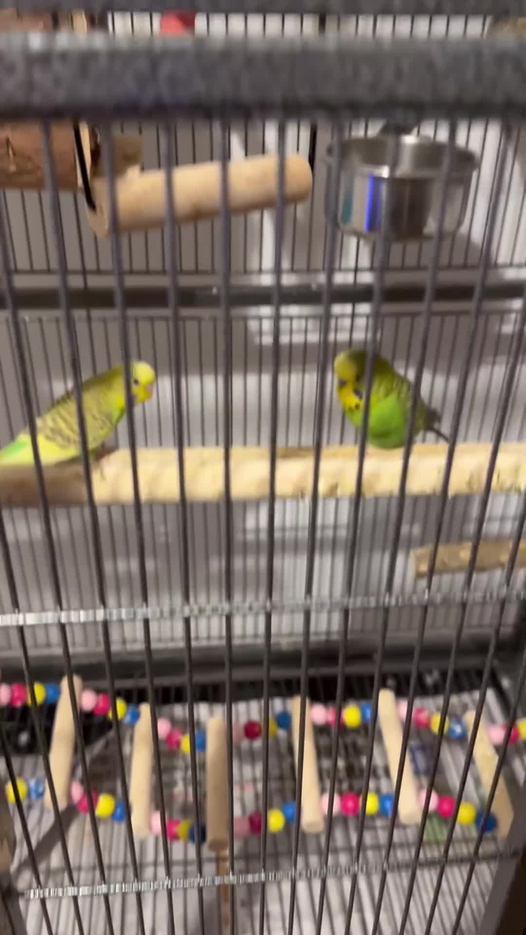 Budgerigars birds for sale: 2 x buggies & cage with accessories  - Video 1