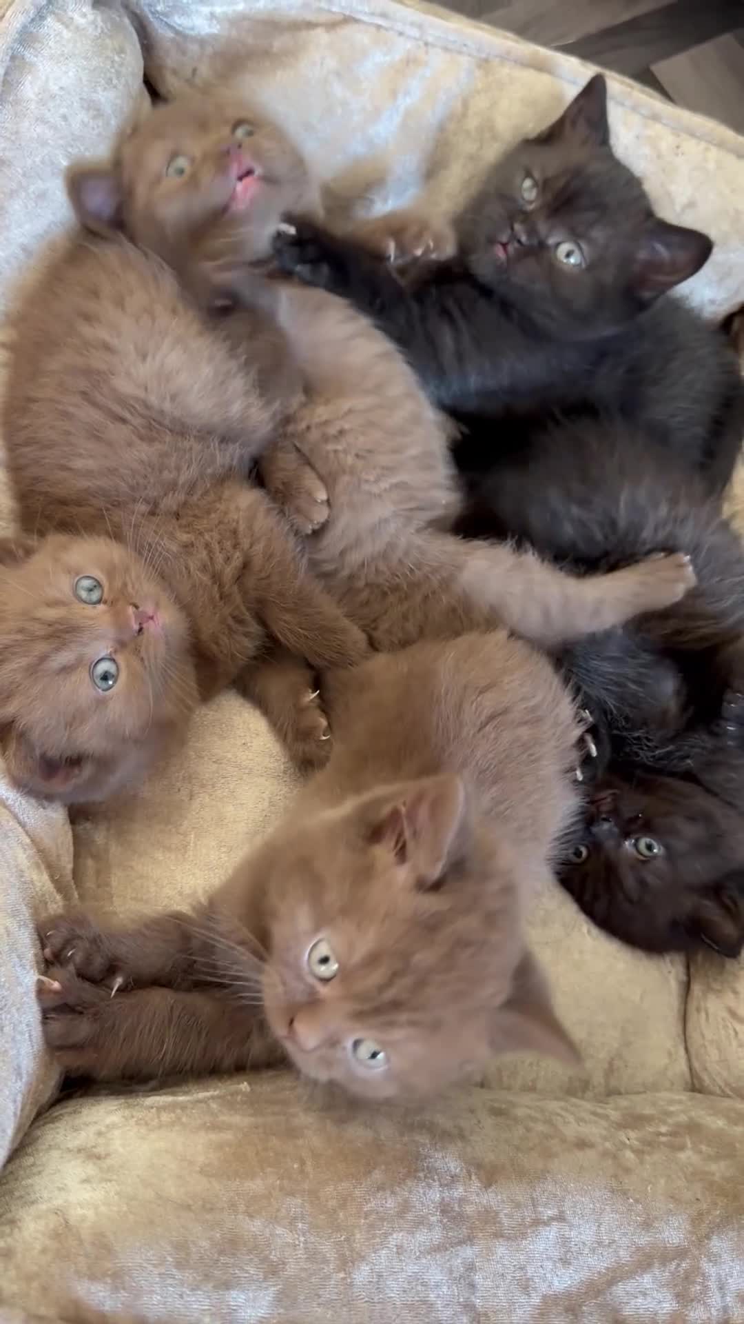 British Shorthair cats for sale: GCCF Registered Chocolate BSH kittens  - Video 2