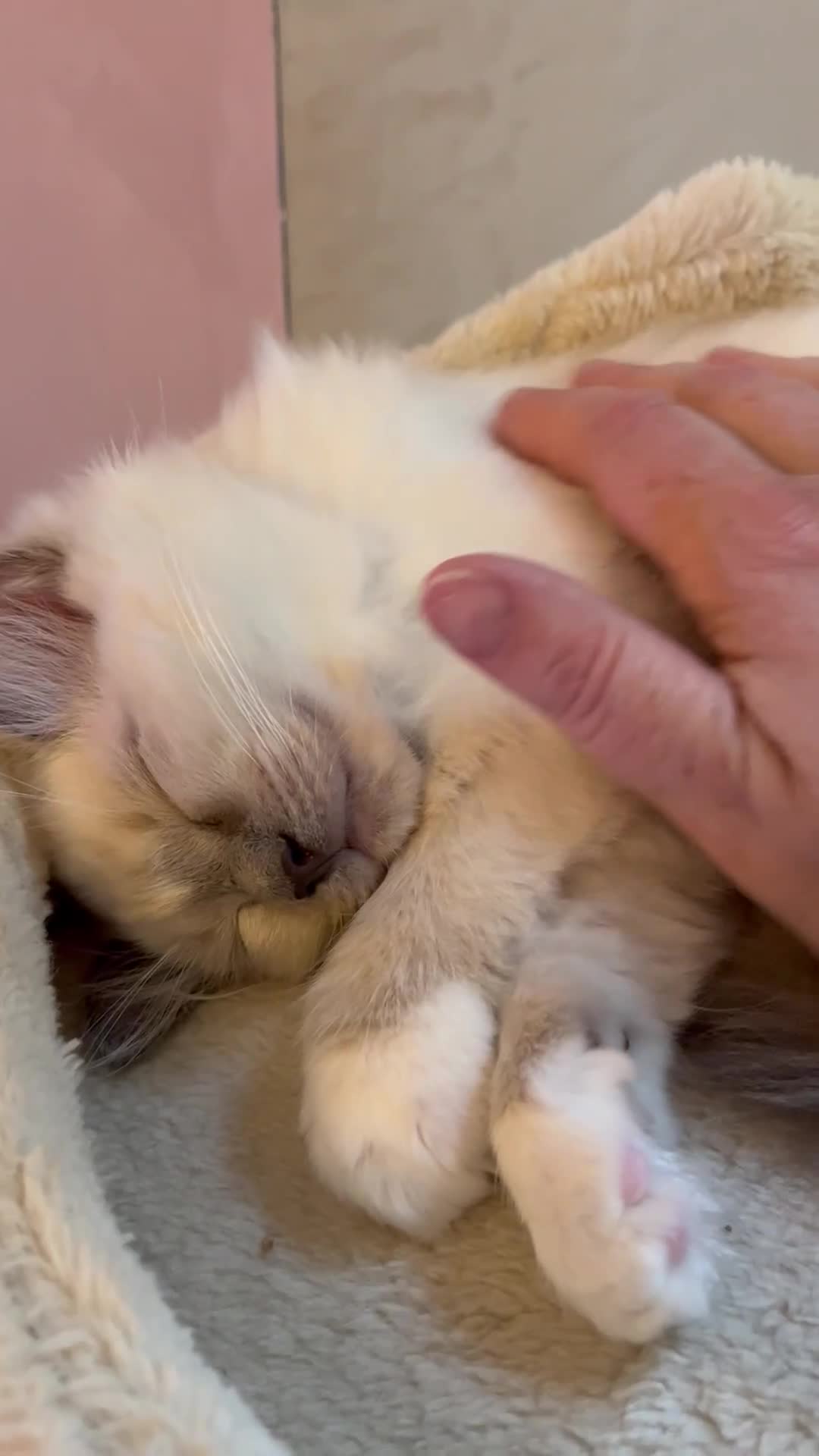 Ragdoll cats for sale: Gorgeous GCCF kitten - Video 1