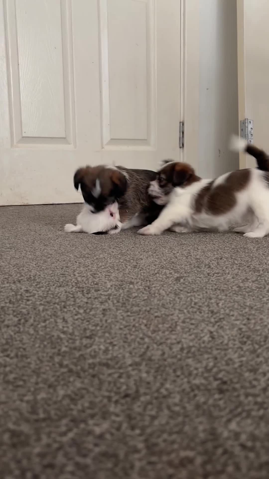 Mixed Breed dogs for sale: 4 gorgeous mini shih tzu x jack russels - Video 1
