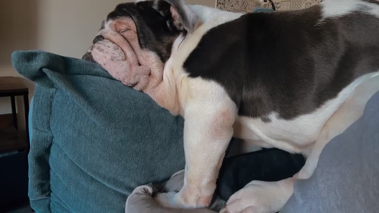 English Bulldog dogs for sale: Adult bulldog looking for new home - Video 1
