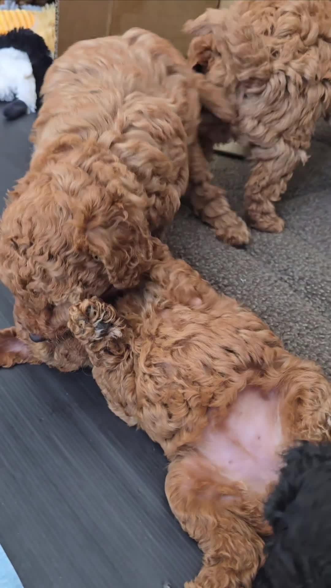 Toy Poodle dogs for sale: All found their forever homes - Video 1