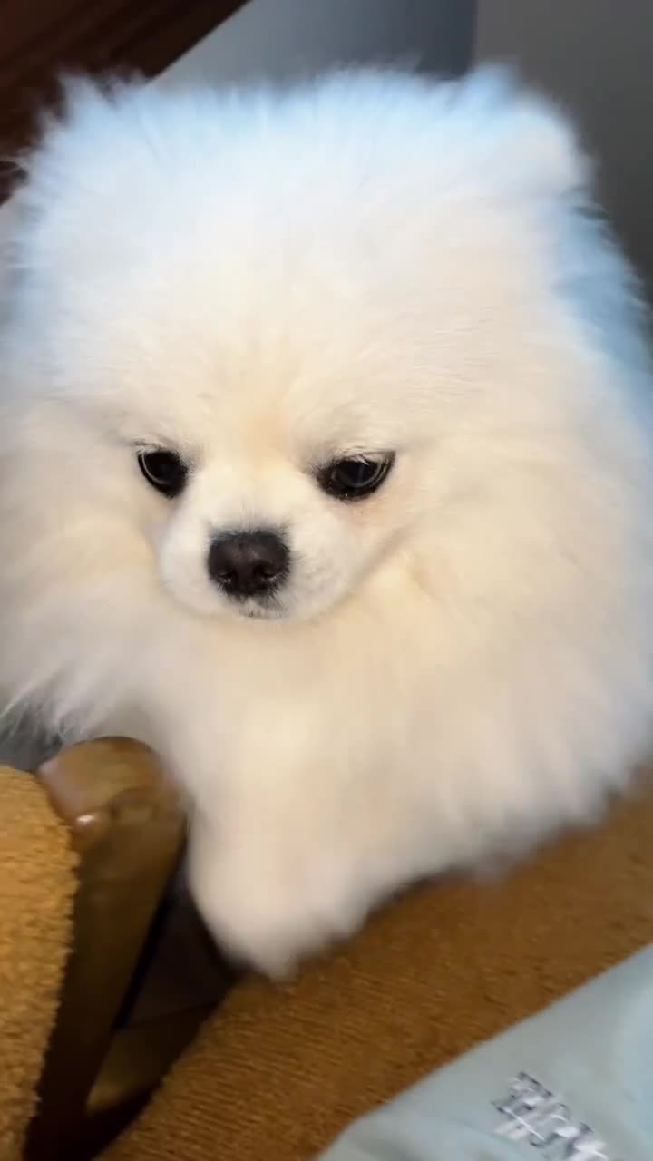 Pomeranian dogs for sale: KC registered Fluffy white Pomeranian - Video 2