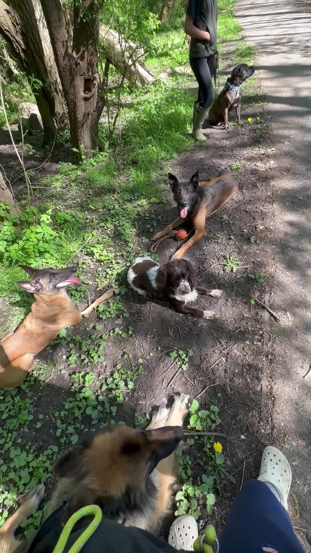 German Shepherd dogs for sale: Zeus 3yo Male GSD - Video 1