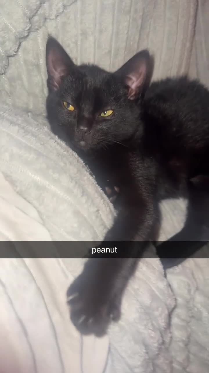 Bombay cats for sale: two gorgeous black males  - Video 2