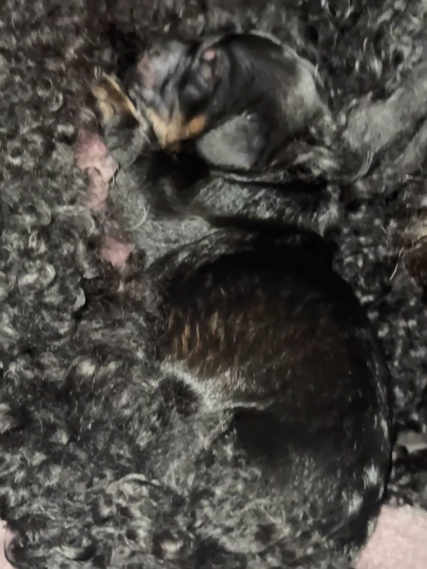 Cockapoo dogs for sale: Tri cockapoo girl  - Video 1