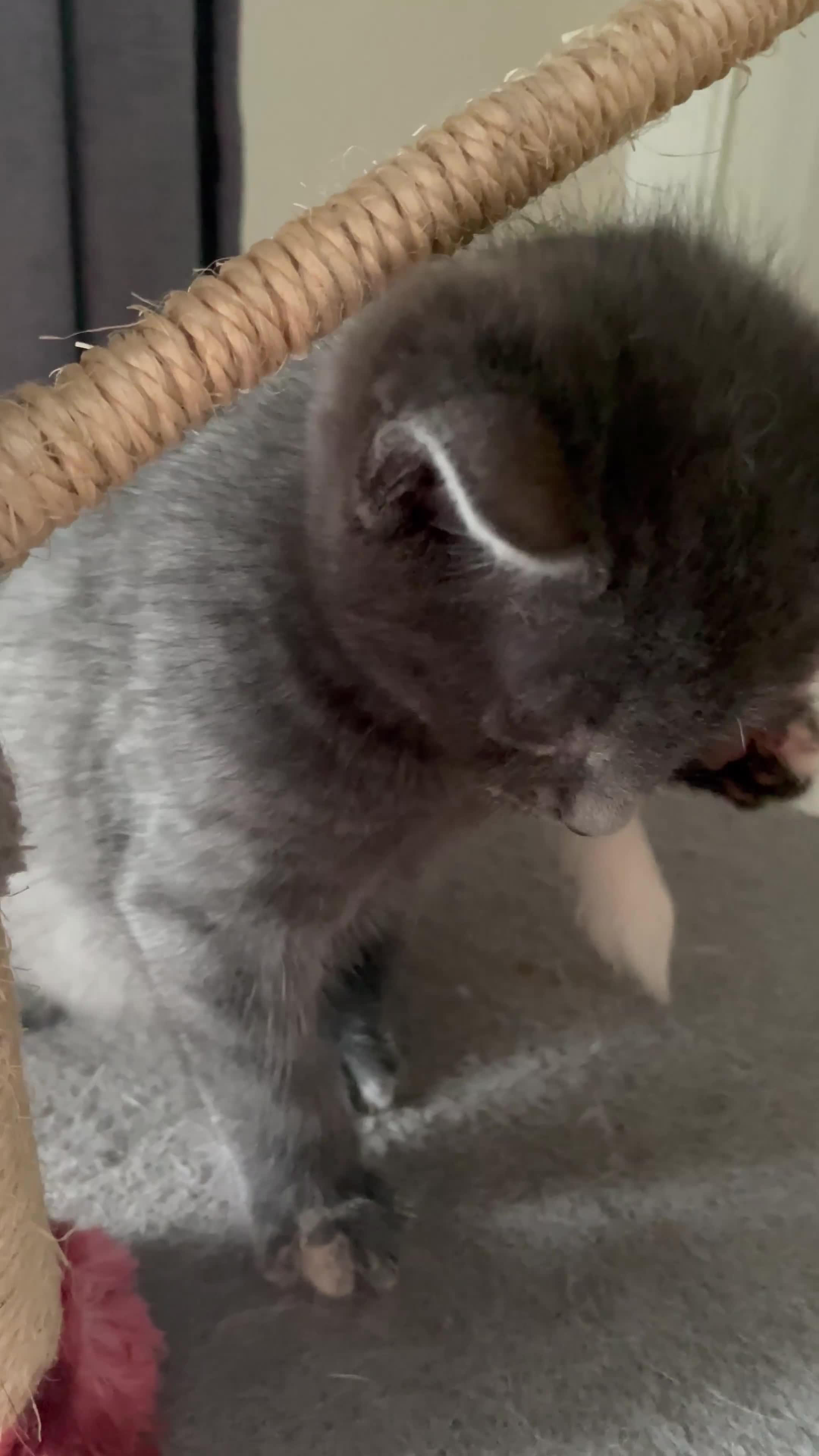 Mixed Breed cats for sale: Mixed Breed Kittens – 1 Male & 4 Female Available - Video 2