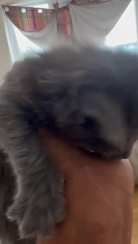 Maine Coon cats for sale: ✨Stunning Maine Coon Kittens✨ - Video 5