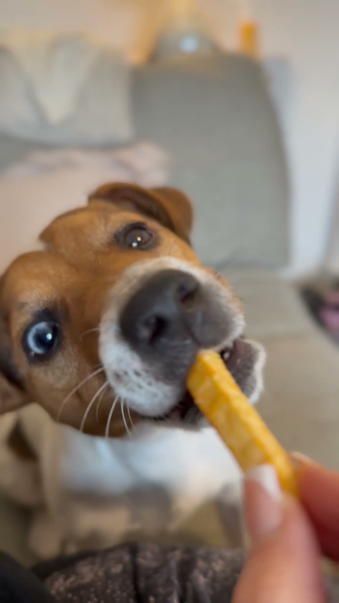 Jack Russell dogs for stud: Jack russell Stud in Salisbury - Video 2
