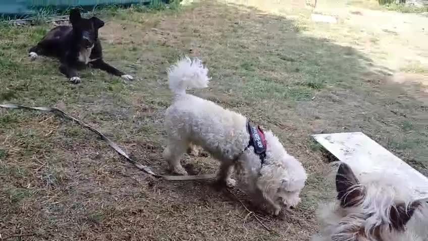 Yorkiepoo dogs for adoption: M.&K. - two inseparable friends for a Loving Home - Video 2