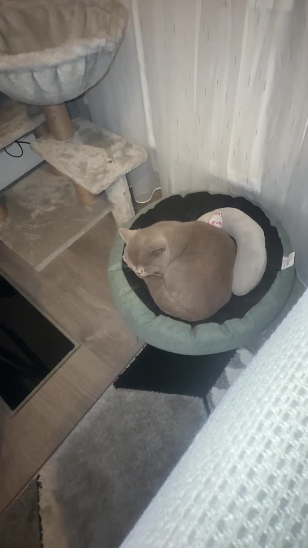 British Shorthair cats for sale: Leo            - Video 1