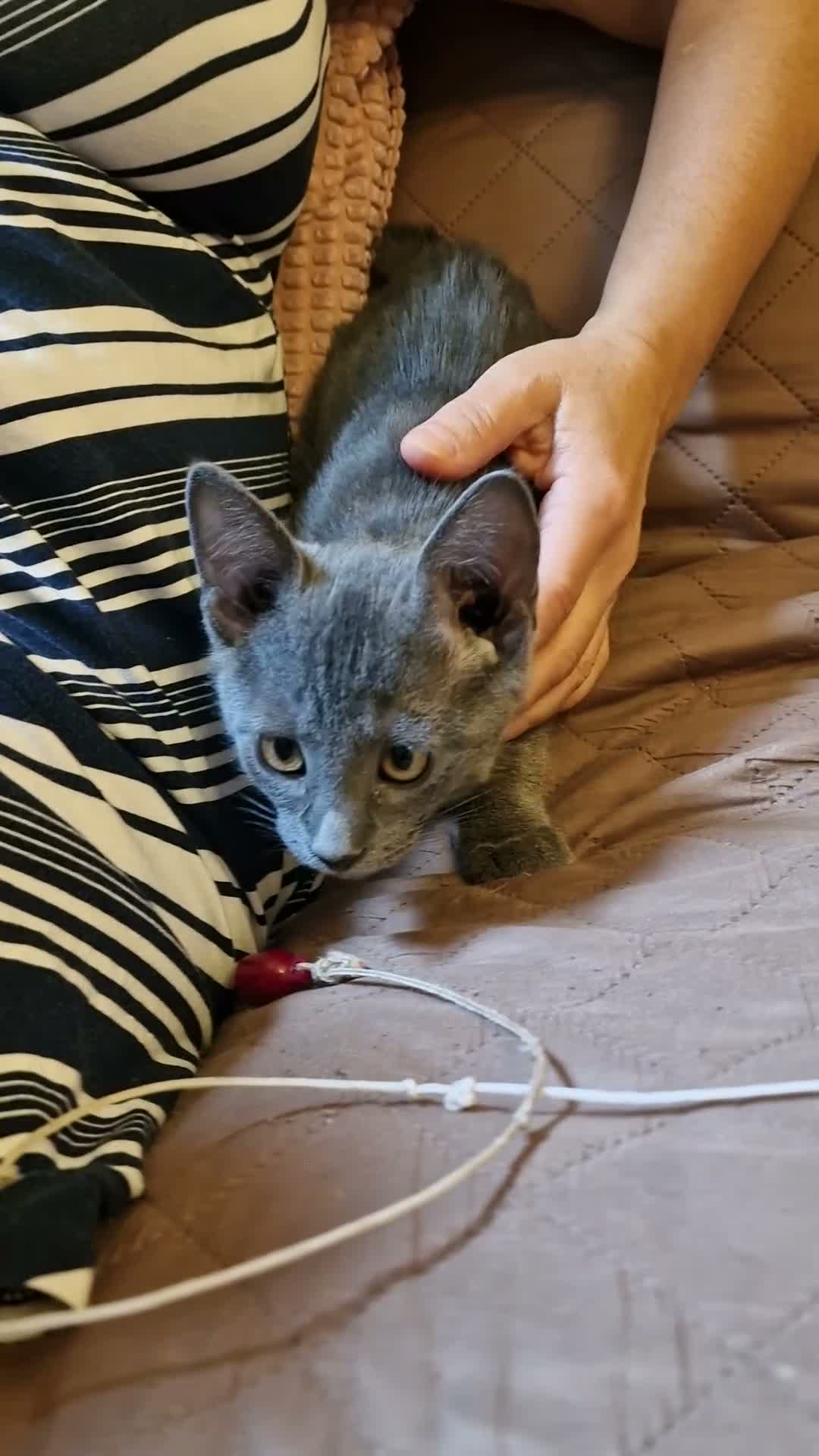 Russian Blue cats for sale: Last Russian Blue Boy - Video 2