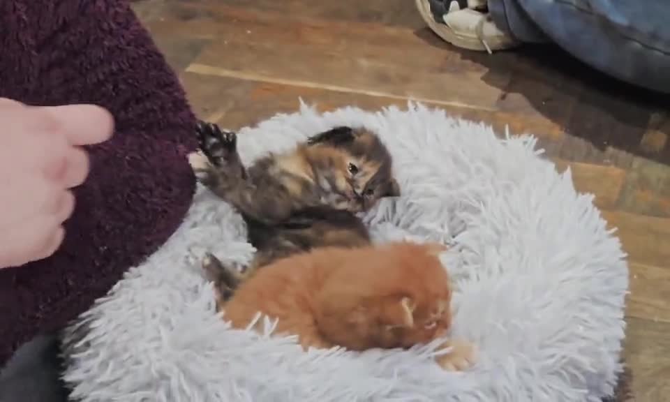 Maine Coon cats for sale: HOME BREED TICA REGISTERED KITTENS in King's Lynn - Video 1