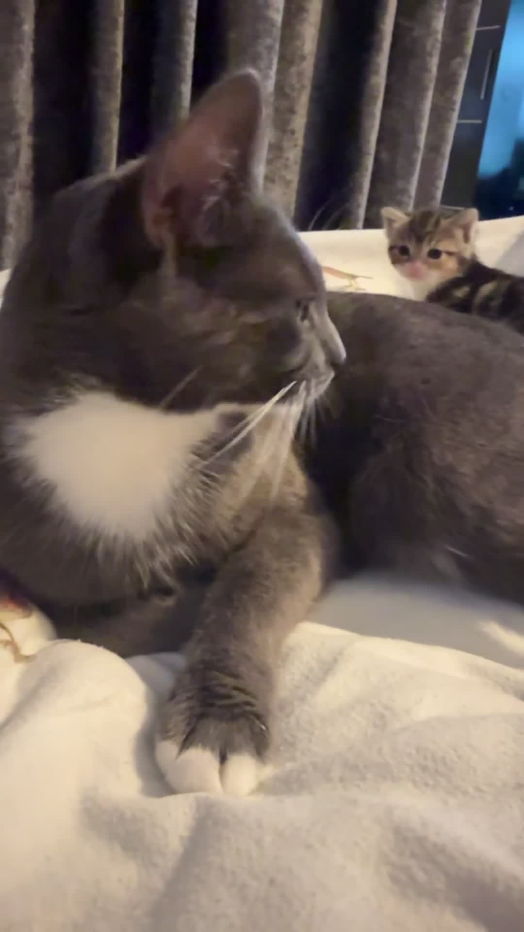 Mixed Breed cats for sale:     Female Kitten❤️ - Video 3