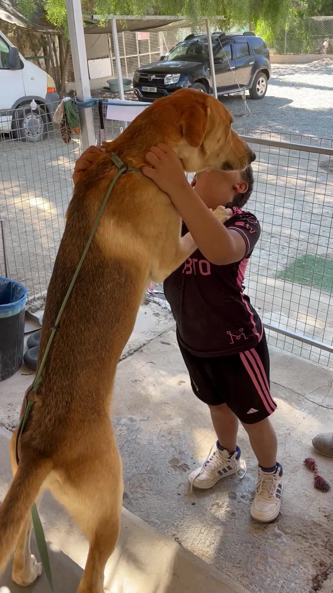 Mixed Breed dogs for adoption: Simon needs a forever home or foster in Poulton-le-Fylde - Video 2