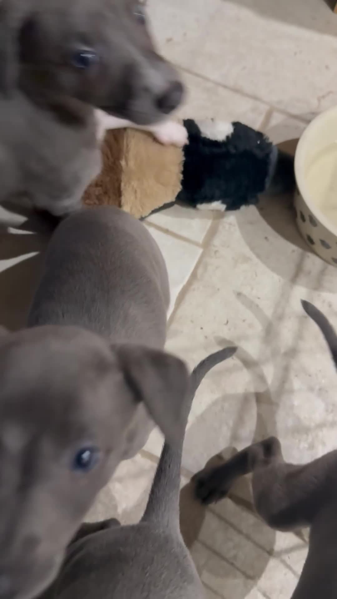 Whippet dogs for sale: Blue whippet puppies - Video 3