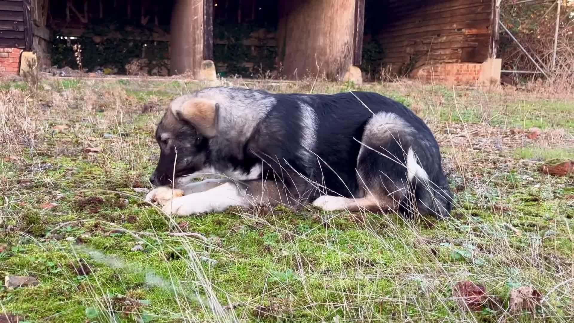 Mixed Breed dogs for sale: READY NOW! Pure Husky x Caucasian Shepherd - Video 1