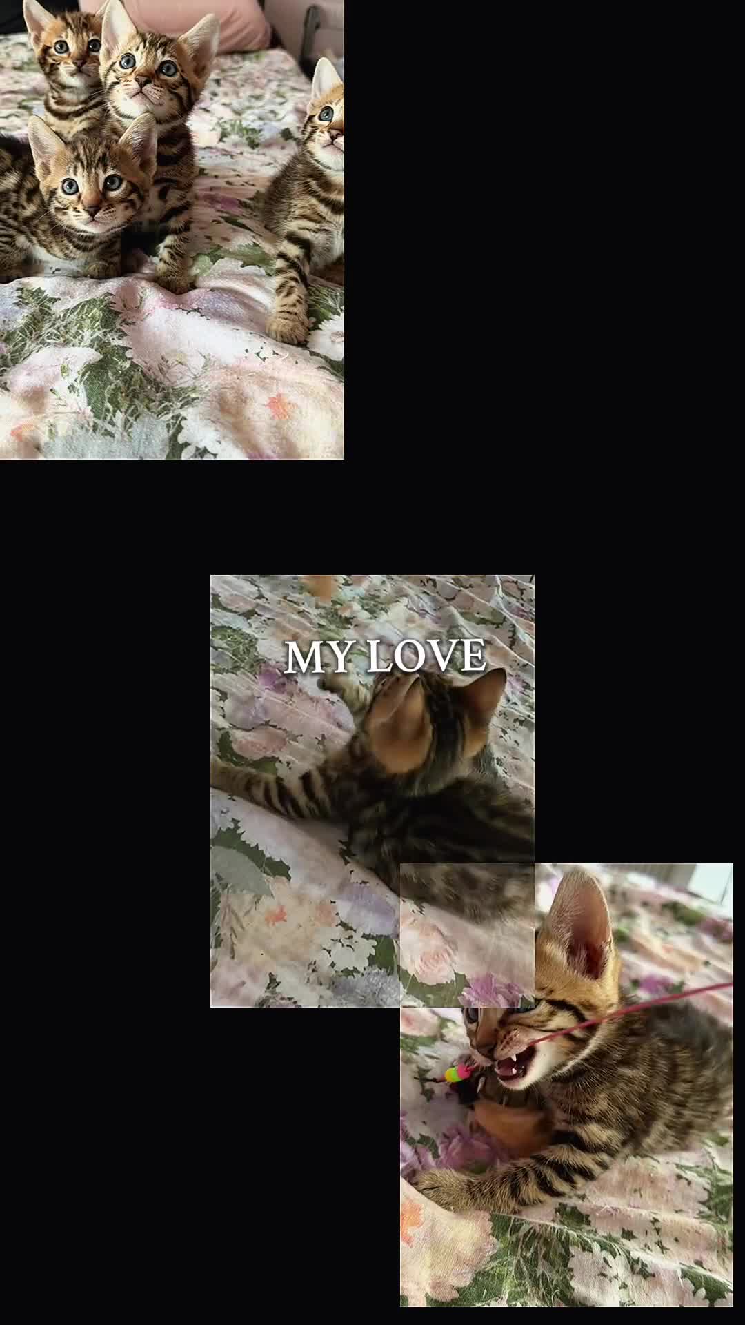 Bengal cats for sale: Beautiful bengal kittens 🐾🐾🐾 - Video 1