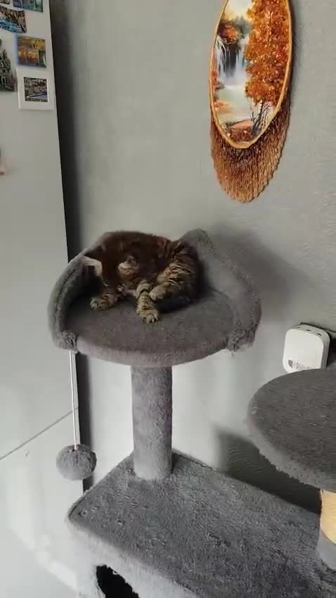 Mixed Breed cats for sale: Beautiful kittens ready for new home - Video 2