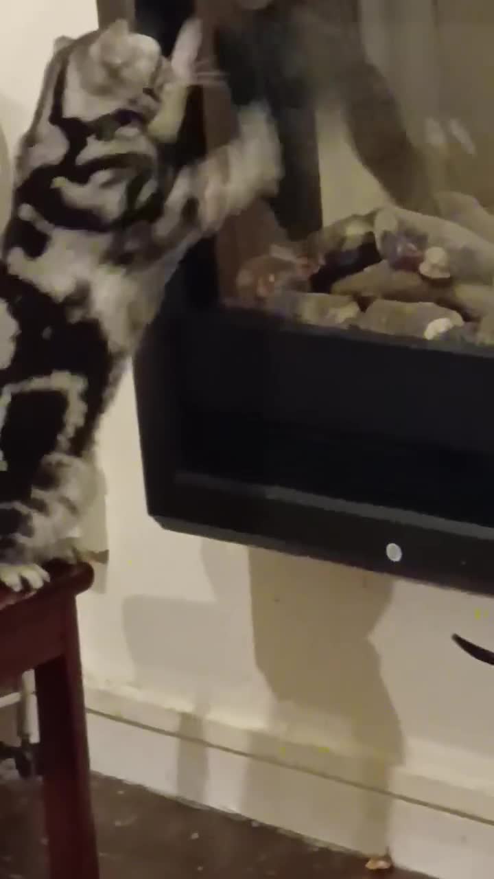 British Shorthair cats for sale: Bsh.Classic SilverTabby.Active. - Video 2