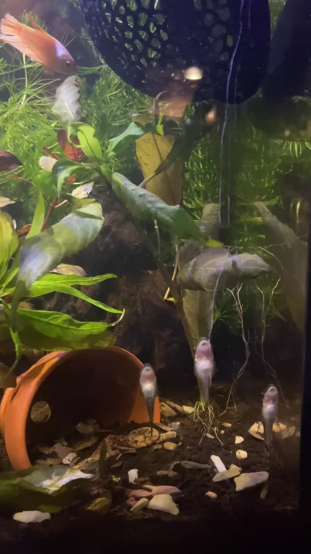 Bettas fish for sale: Established 30L tropical community tank inc betta - Video 2
