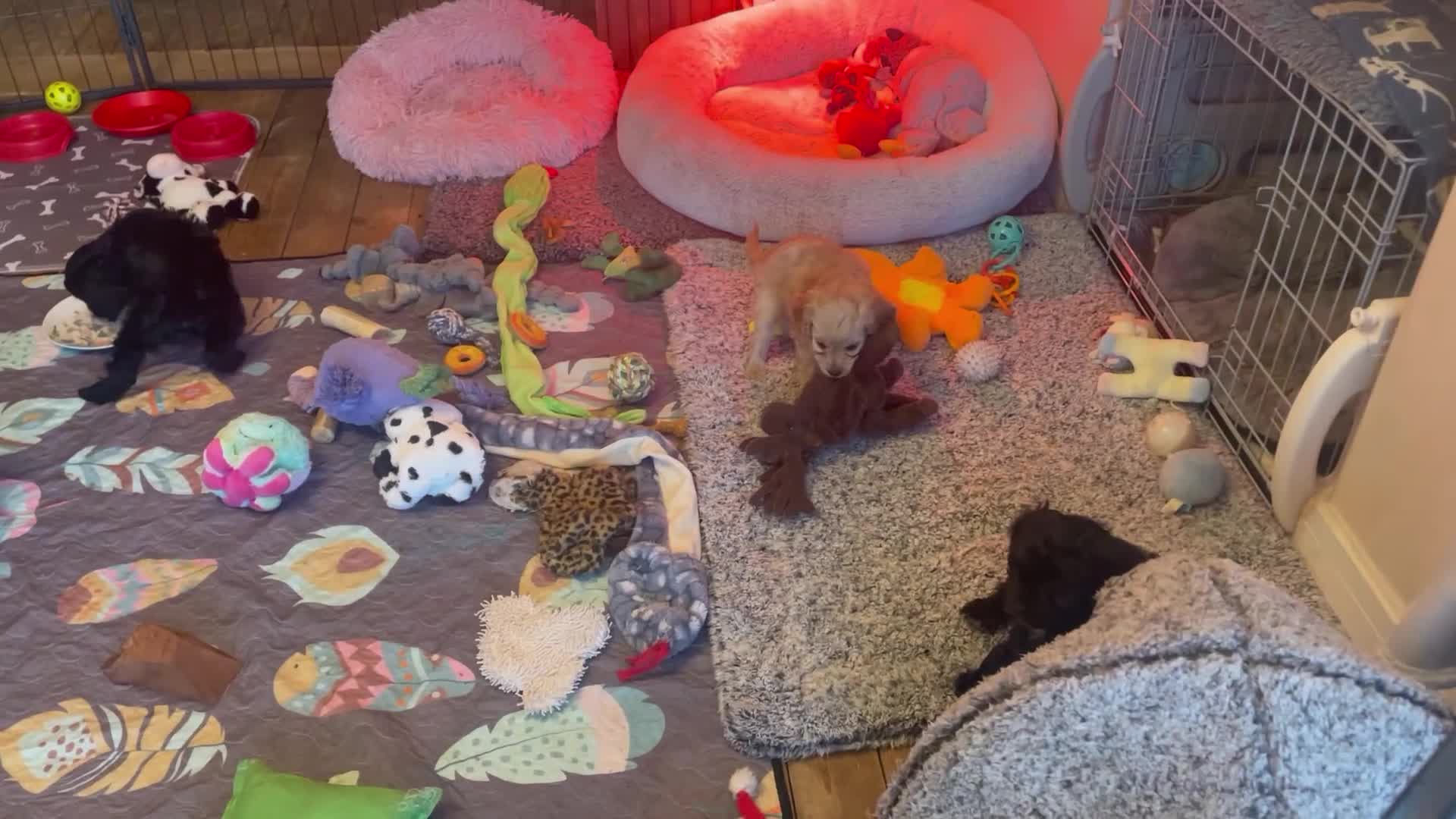 Cavapoo dogs for sale: F1 Cavapoo - Video 2