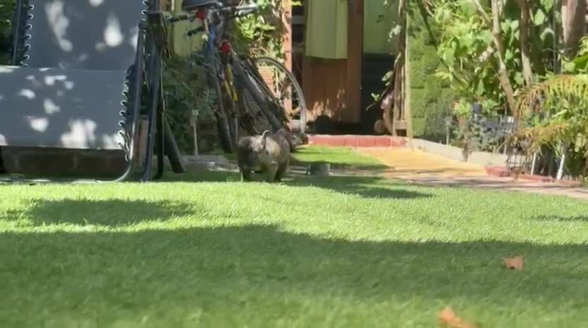 French Bulldog dogs for sale:  French buldogs  . - Video 1
