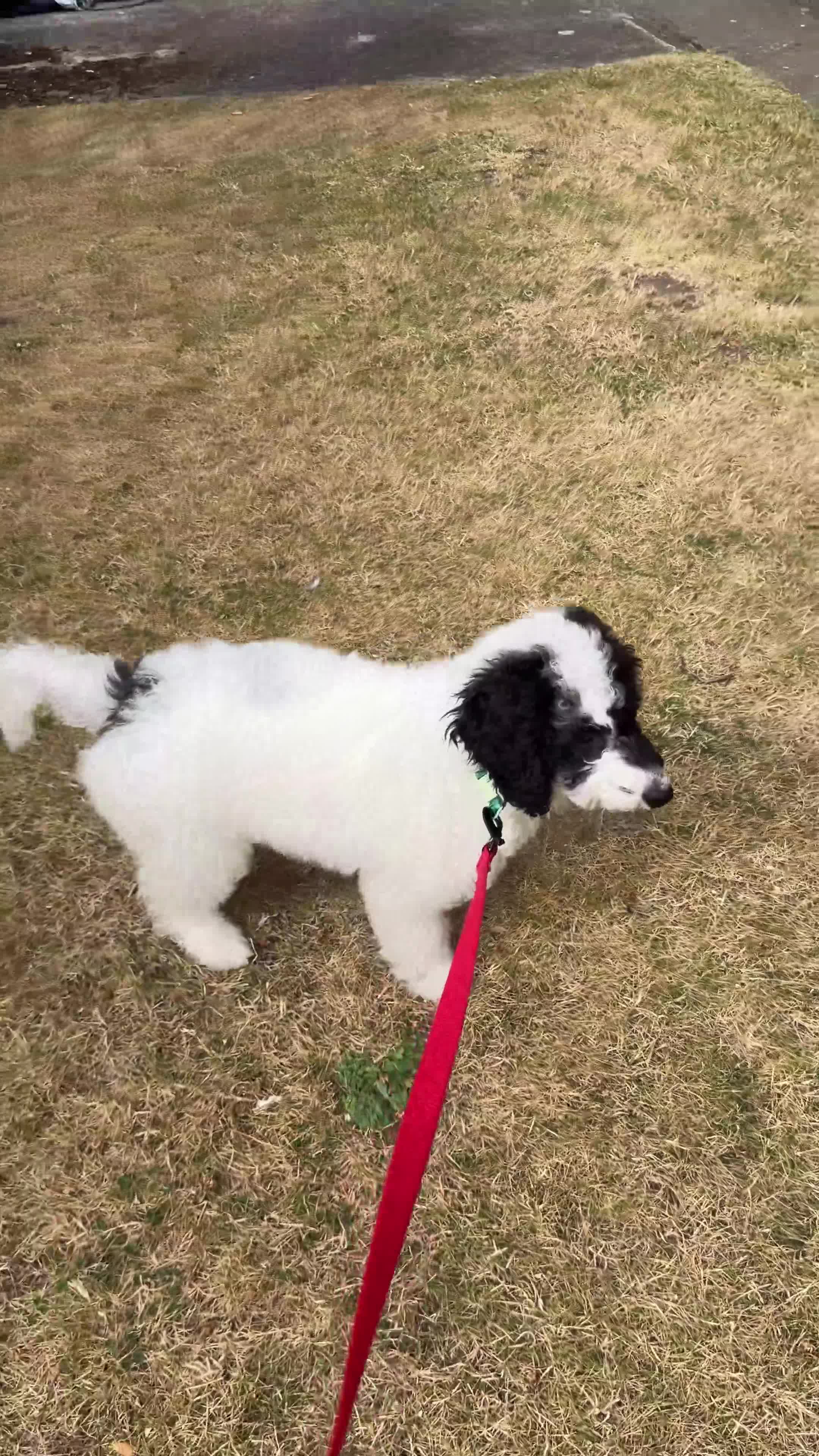 Sproodle dogs for sale: Puppy Parti Springerdoodle - Video 1