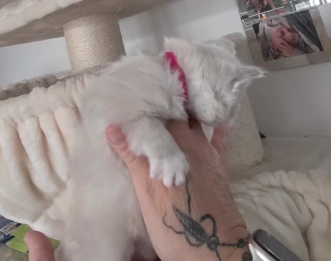 Ragdoll cats for sale: XL Long hair Ragdoll kittens. Used to dogs.  - Video 4