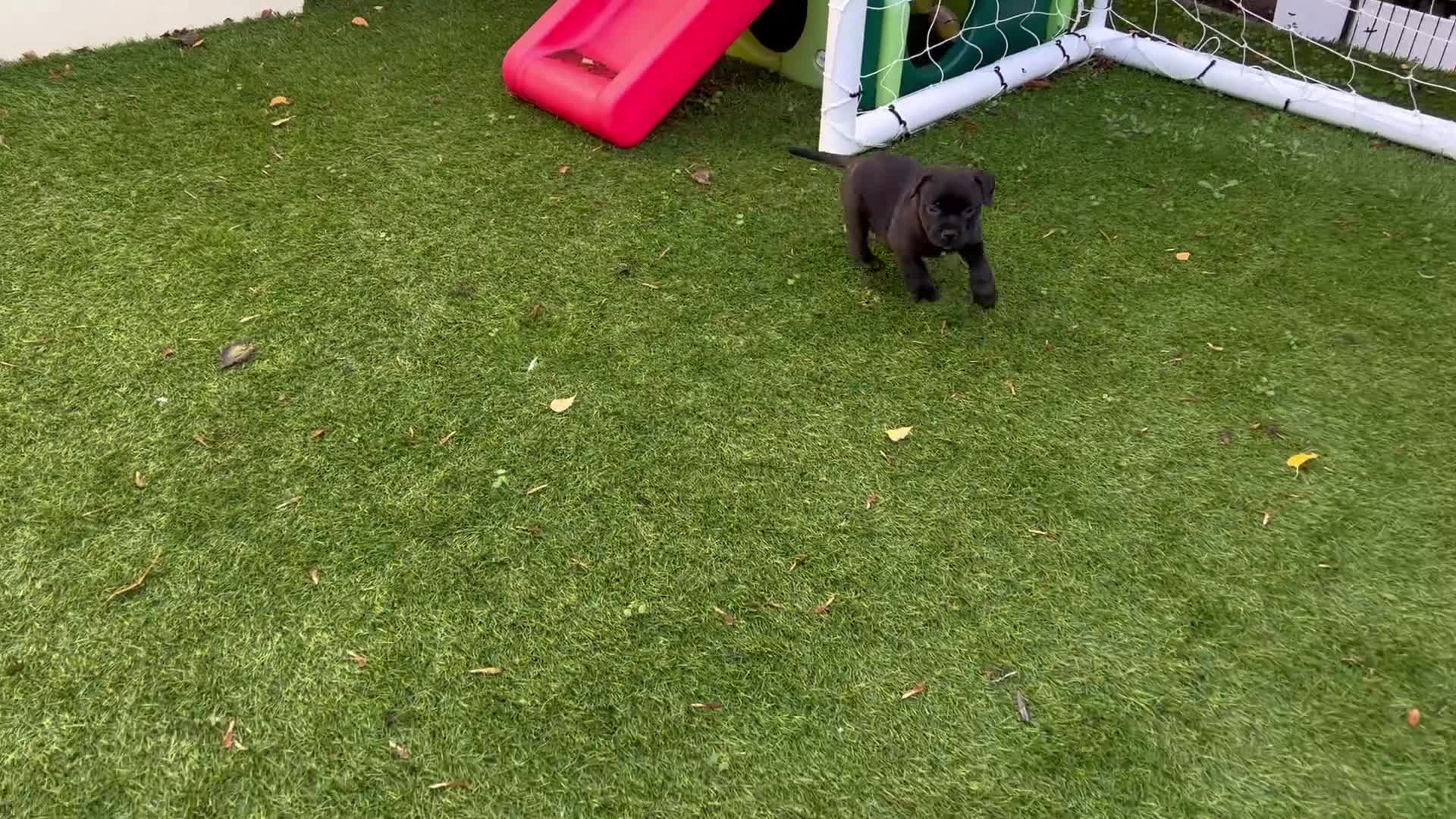 Staffordshire Bull Terrier dogs for sale: Gorgeous black brindle Staffy pups KC - Video 2