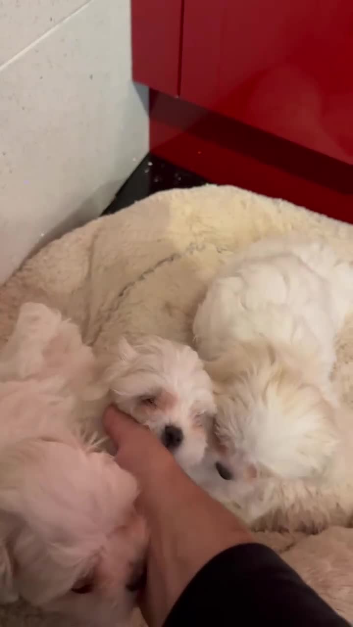 Maltese dogs for sale: Purebred Maltese Puppies for Sale - Video 2