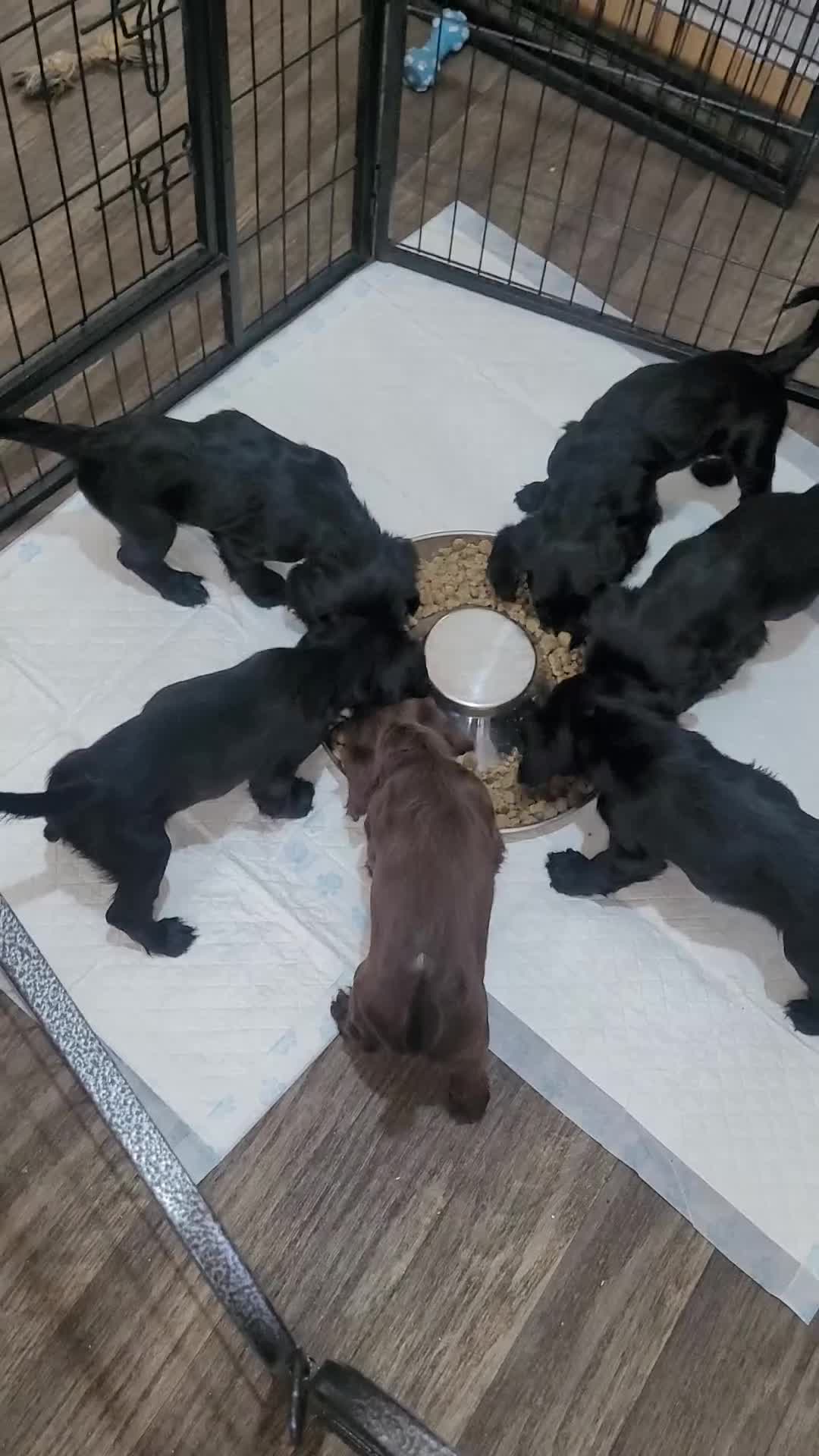 Sprocker dogs for sale: 6 beautiful sprocker puppies  - Video 1