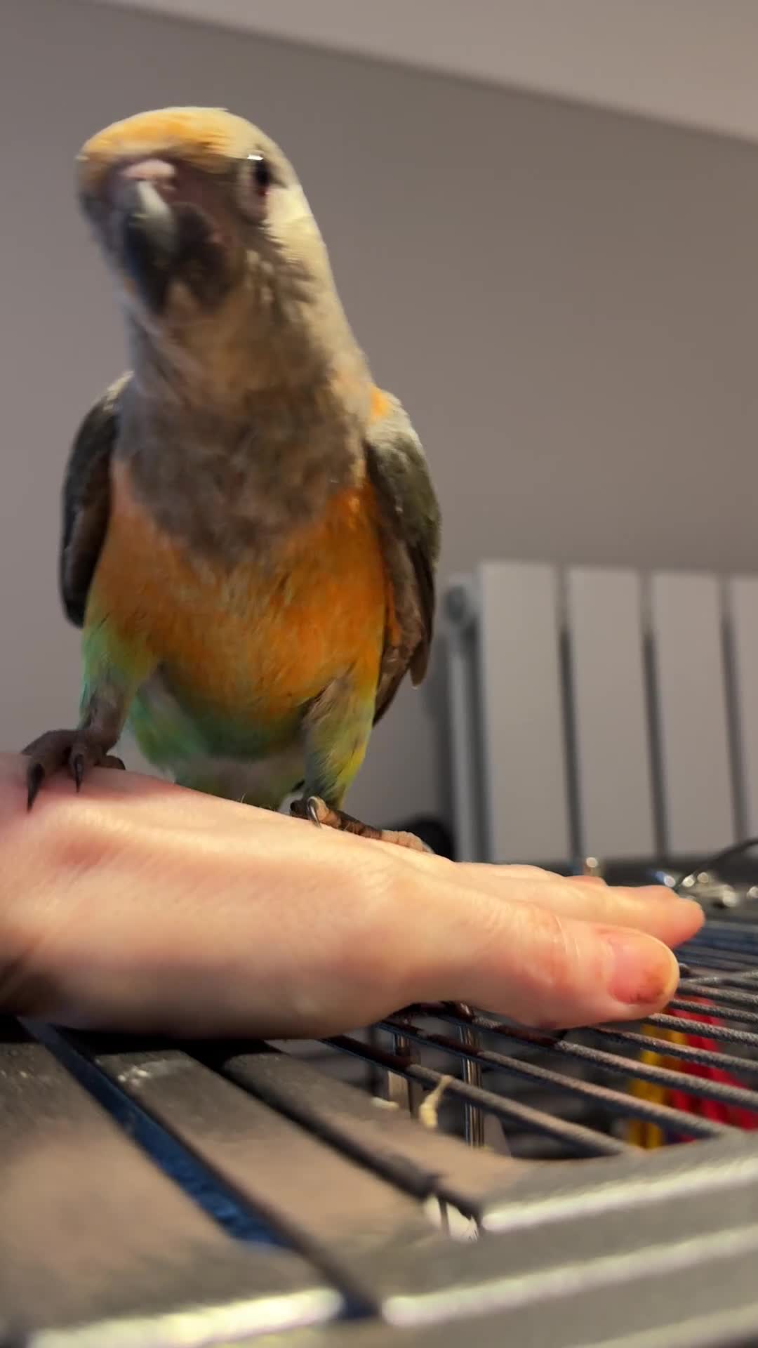 Parrots birds for sale: Baby Hand Reared African Red Bellied Parrot - Video 1