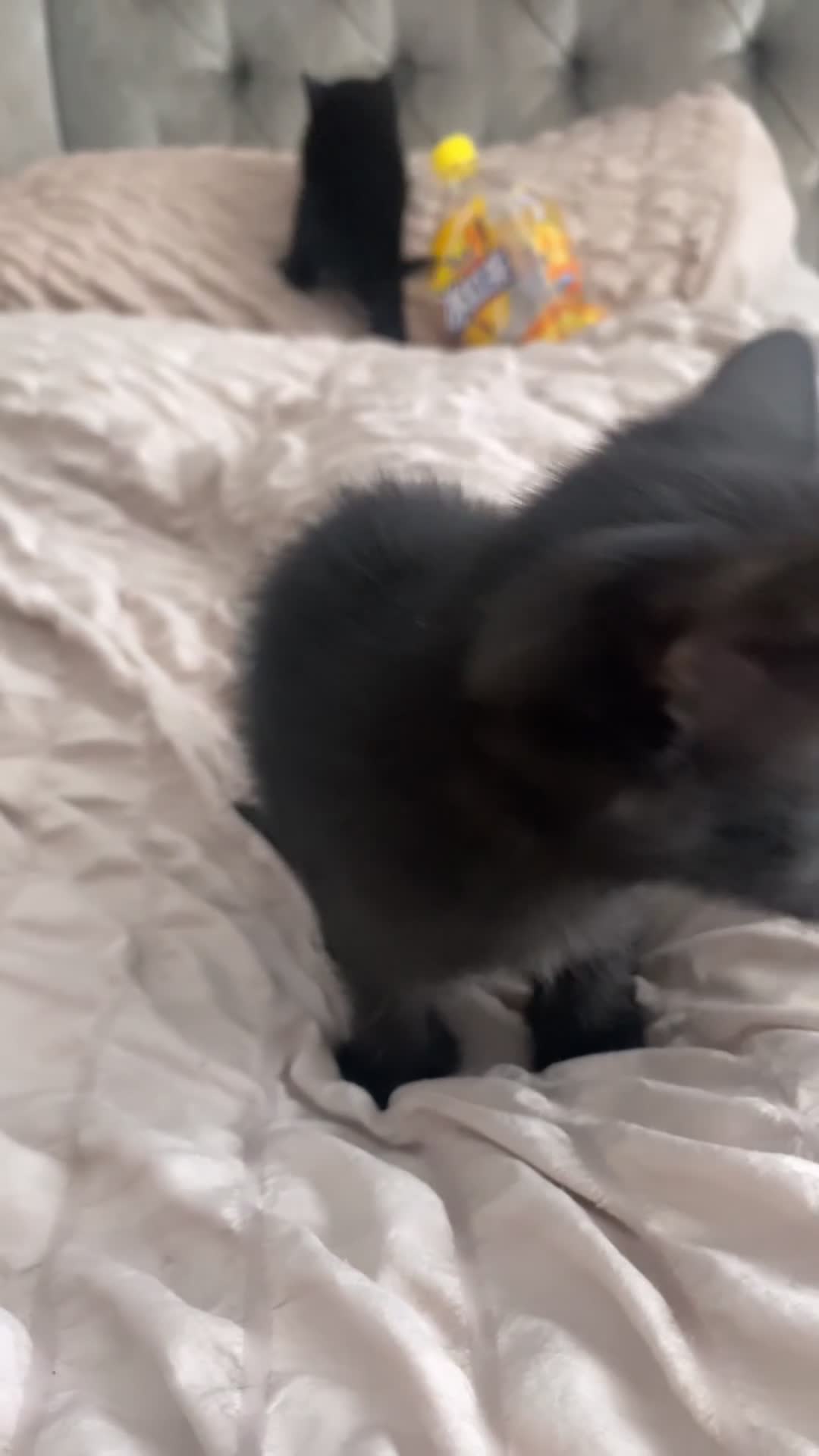 Bengal cats for sale: 3 black bengal kittens  - Video 1