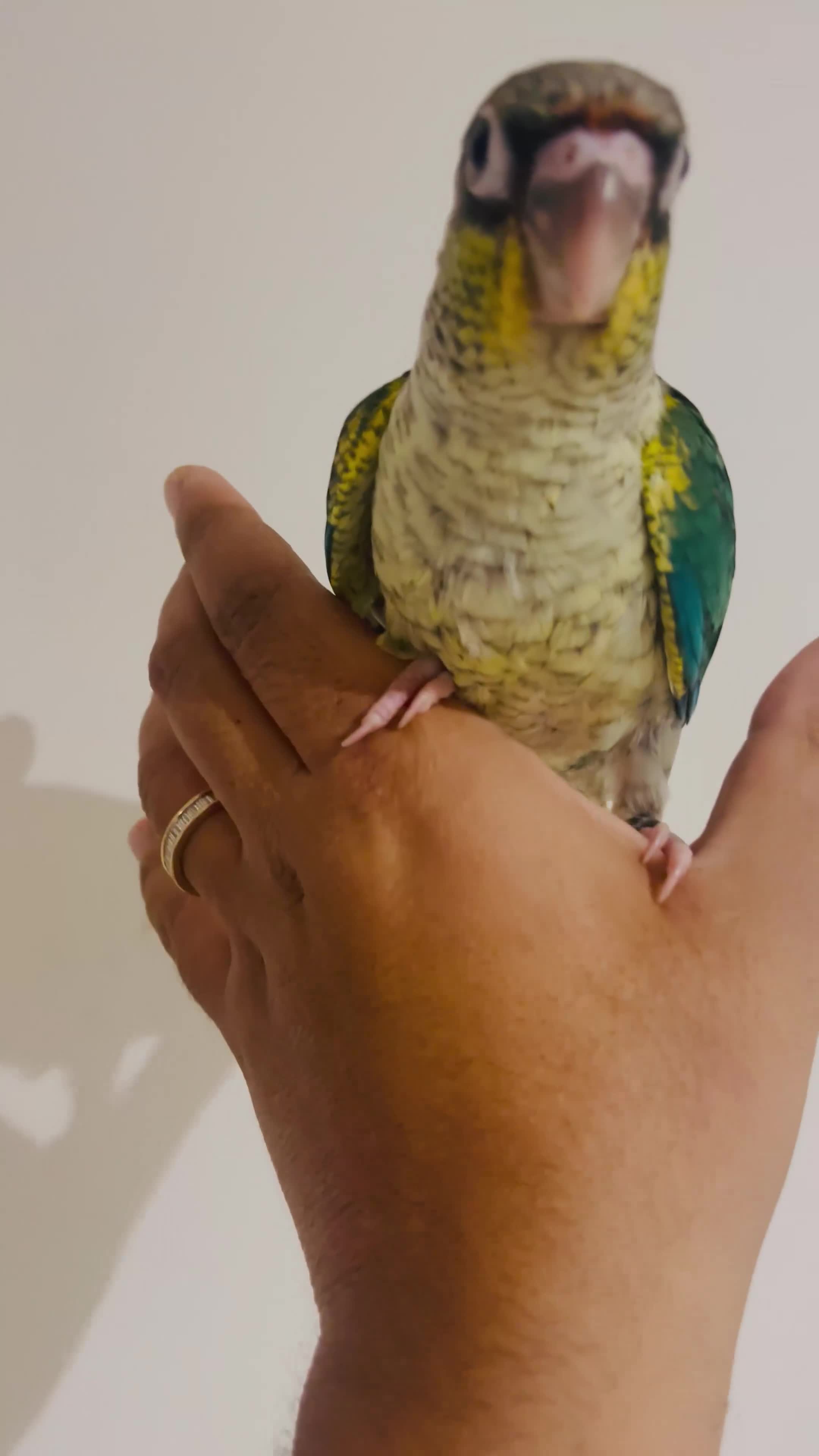 Conures birds for sale: Hand reared conures for sale  - Video 2