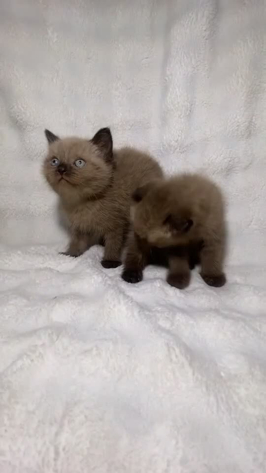 Mixed Breed cats for sale: BSH ** cottishFold Kitten Looking For A New Home🏡 in Dagenham - Video 1