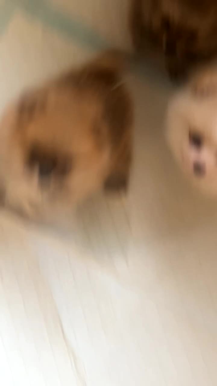 Pomeranian dogs for sale: Pomeranian puppies for sale  - Video 2