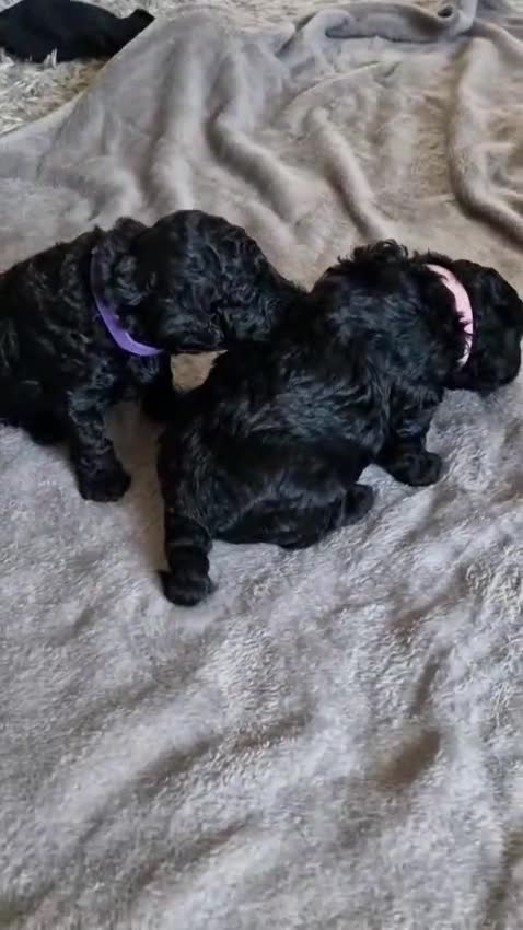Cockapoo dogs for sale: Gorgeous F1B cockapoo  - Video 1